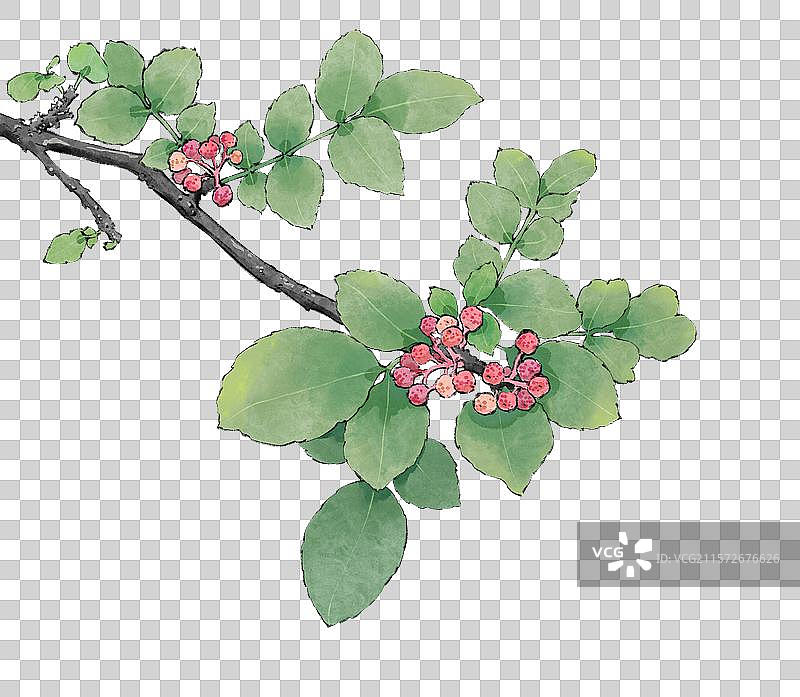 手绘调料佐料植物中药药材花椒免抠插画元素，新鲜麻椒藤椒花椒红花椒大红袍，云贵川渝陕麦积花椒秦安花椒。图片素材