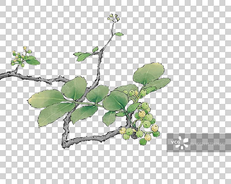 手绘调料佐料植物中药药材花椒免抠插画元素，新鲜麻椒藤椒花椒红花椒大红袍，云贵川渝陕麦积花椒秦安花椒。图片素材