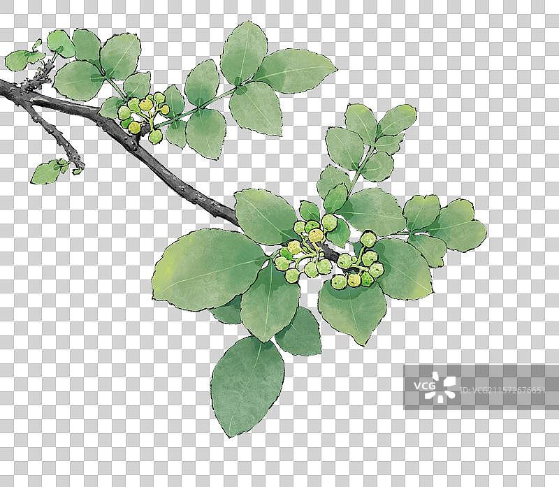 手绘调料佐料植物中药药材花椒免抠插画元素，新鲜麻椒藤椒花椒红花椒大红袍，云贵川渝陕麦积花椒秦安花椒。图片素材