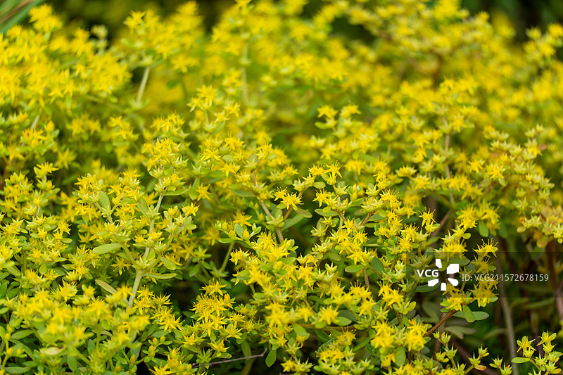 东南景天图片素材