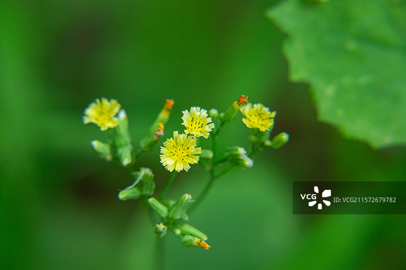黄鹌菜花黄色花野菜花图片素材