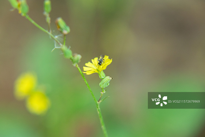 黄鹌菜花黄色花野菜花图片素材