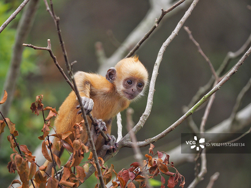 大山精灵图片素材