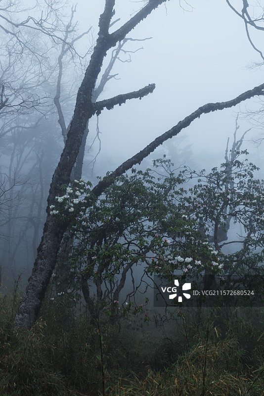 大雾森林中的高原杜鹃花图片素材