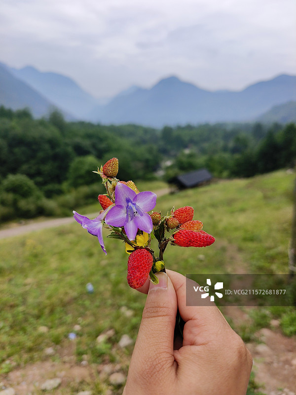 野草莓图片素材