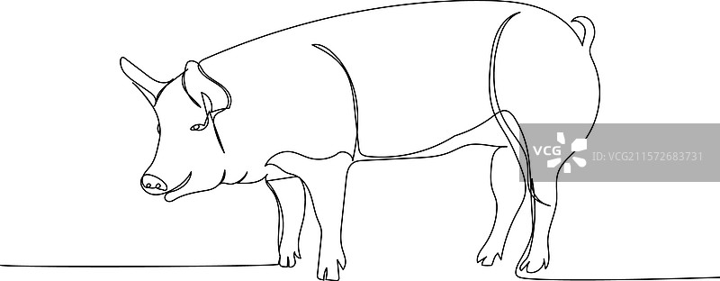 猪 野猪 家畜 小猪 一笔画图片素材