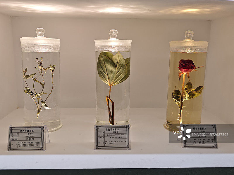 贵州省博物馆保色浸制标本：菊科鬼针草属-鬼针草，报春花科珍珠菜属-四块瓦，蔷薇科蔷薇属-月季花图片素材