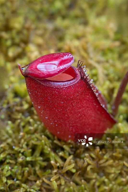 猪笼草图片素材