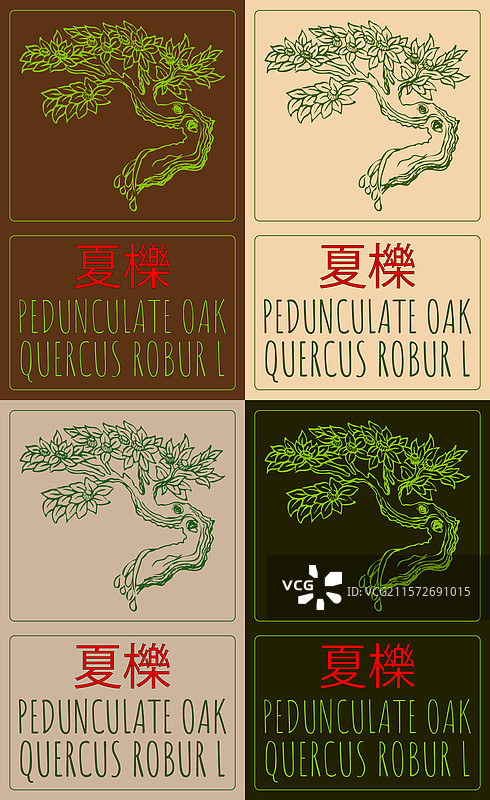 一组描绘悬铃木的图画图片素材