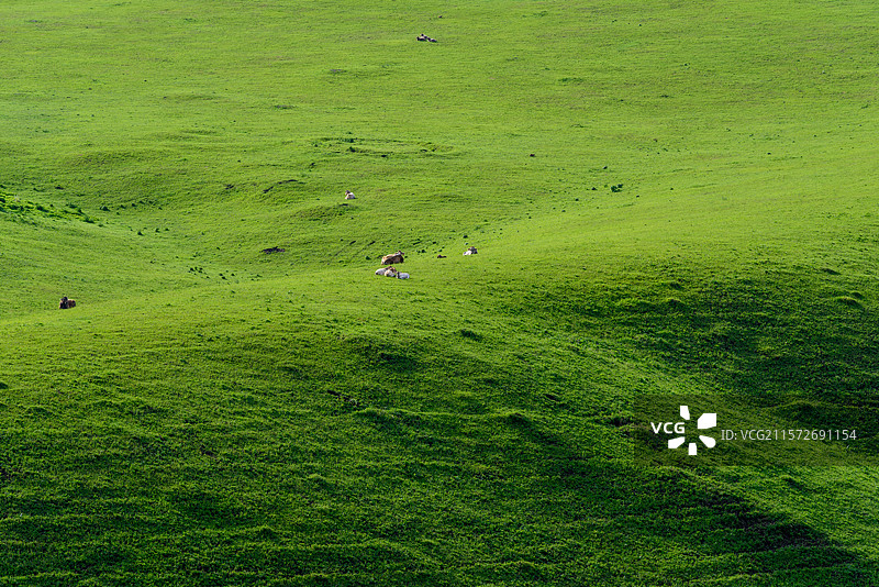 美丽的唐布拉草原（新疆伊犁）图片素材