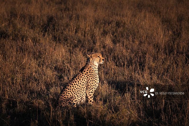 cheetah猎豹，野生动物，猎豹般的速度，尊贵、独特、珍稀，非洲风情，坦桑尼亚旅游，动物保护图片素材