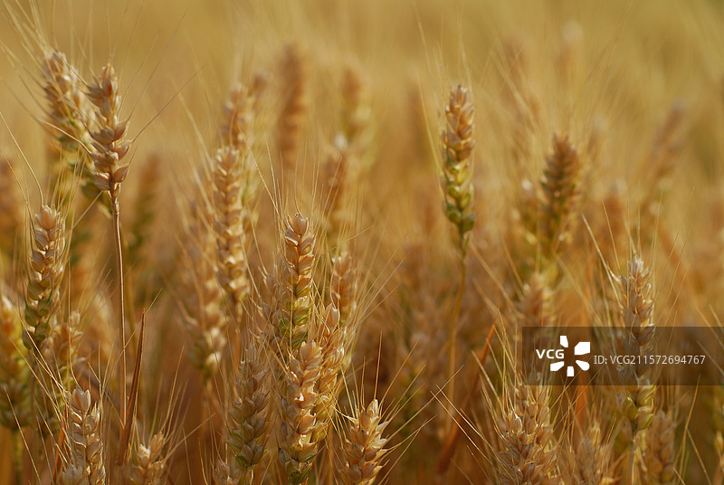 金黄色的成熟小麦特写图片素材