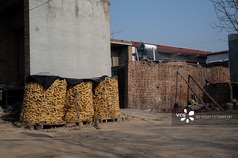 堆满粮食玉米的农村典型场景图片素材