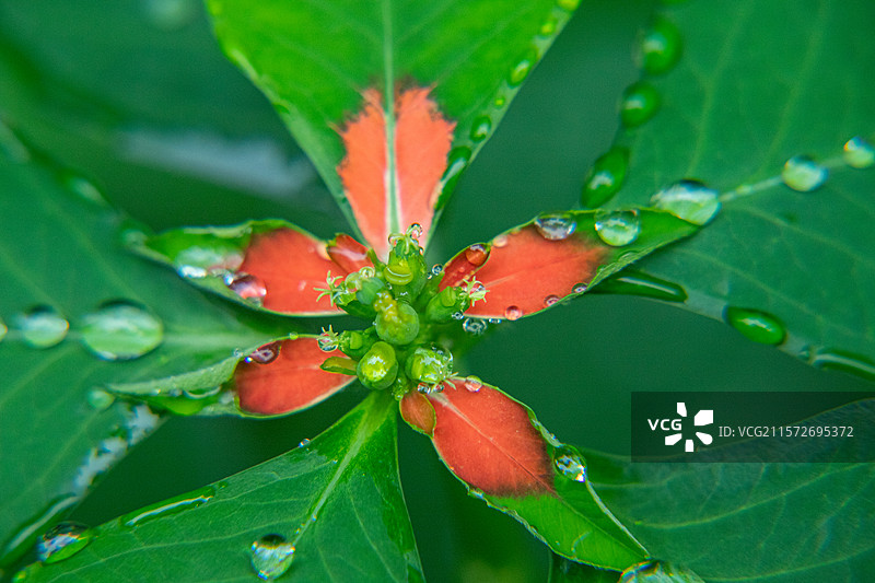 猩猩草顶叶花苞图片素材