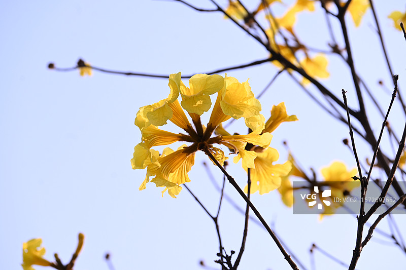 黄花风铃木图片素材