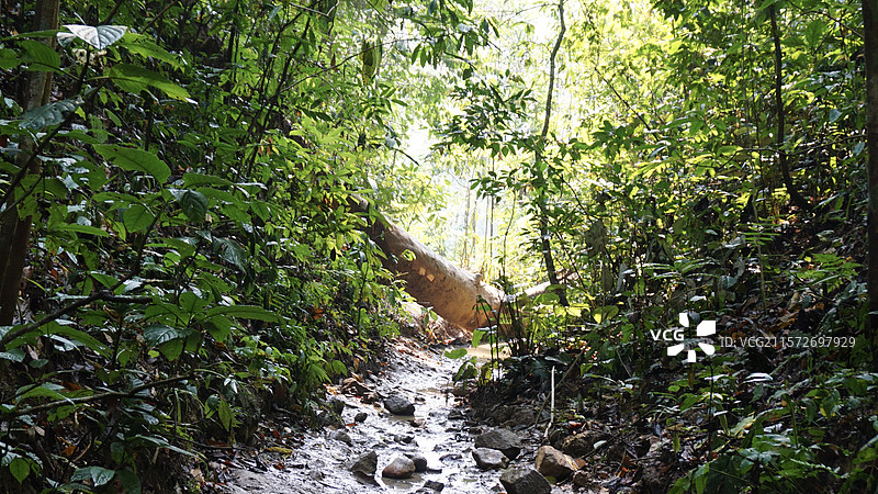 基诺山雨林图片素材