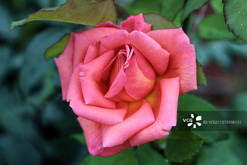 红玫瑰4图片素材