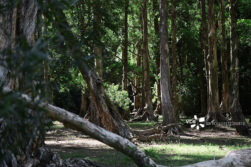 香港城门水塘图片素材