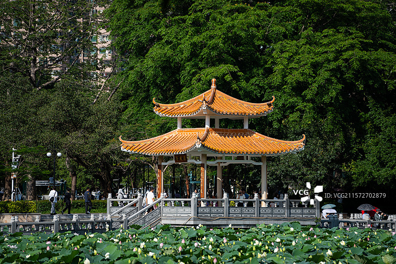 深圳洪湖公园里荷叶上的连廊连桥亭子图片素材