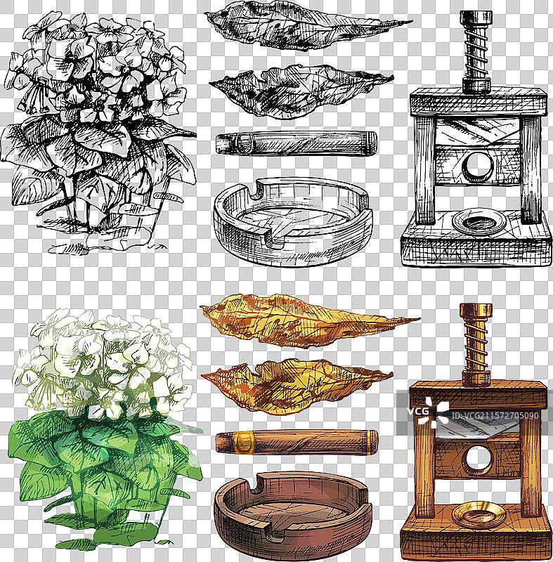 带花的烟草植物与完整的干叶图片素材