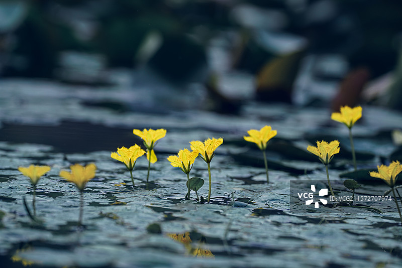 诗经里的荇菜图片素材