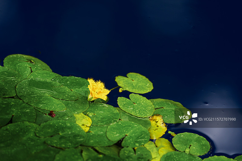 诗经里的荇菜图片素材