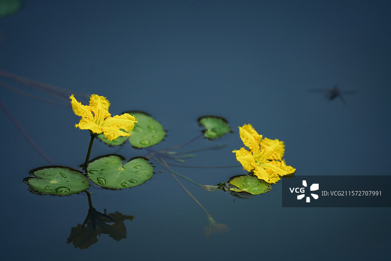 诗经里的荇菜图片素材