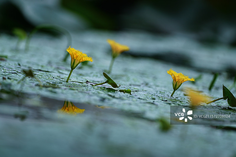 诗经里的荇菜图片素材