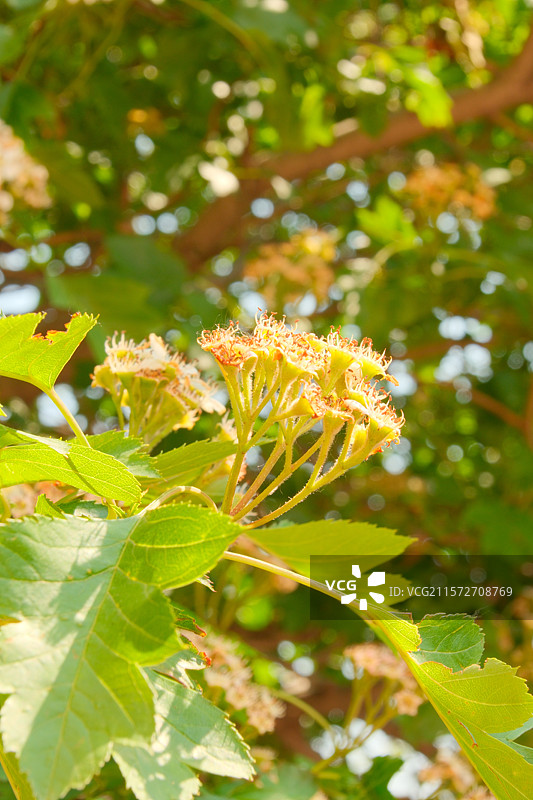 山里红图片素材