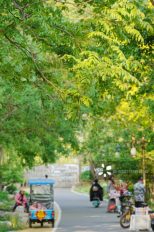 公园里的林荫路图片素材