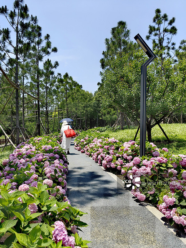 花径漫步图片素材