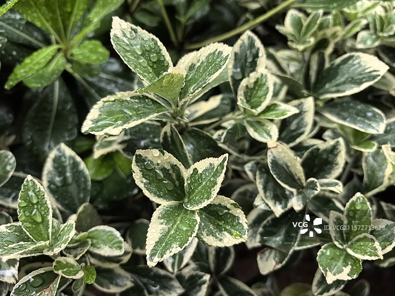 雨中叶图片素材