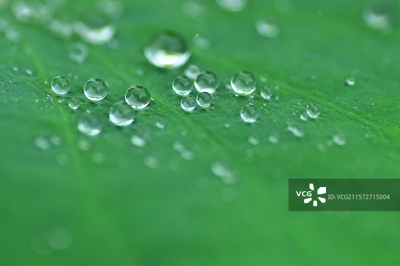 荷叶挂玉珠图片素材