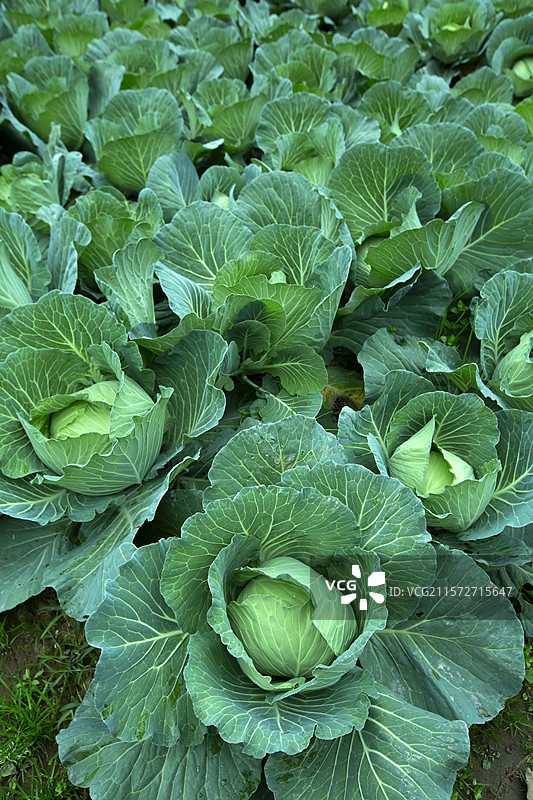 绿色包菜图片素材