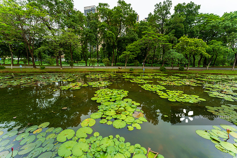 佛山市三水区三水荷花世界的睡莲图片素材