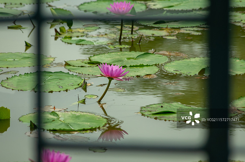 佛山市三水区三水荷花世界的睡莲图片素材