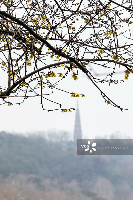 杭州孤山腊梅图片素材