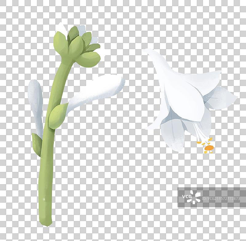 白露节气插画元素 植物玉簪花图片素材