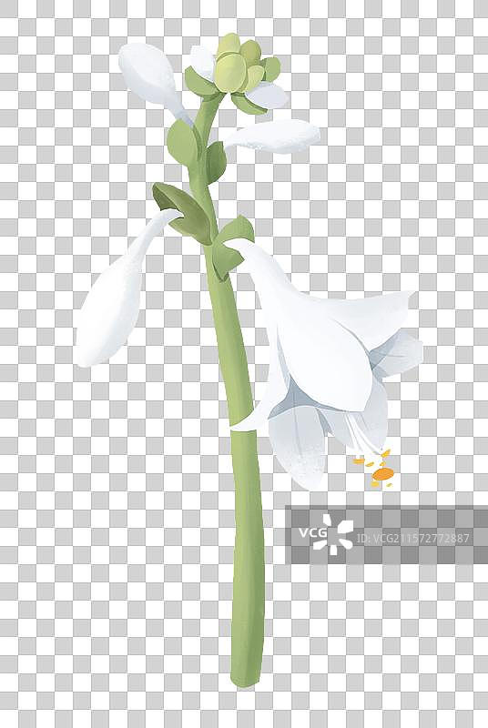 白露节气插画元素 植物玉簪花图片素材