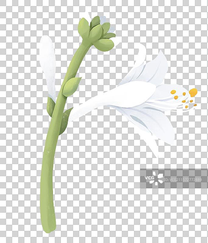 白露节气插画元素 植物玉簪花图片素材