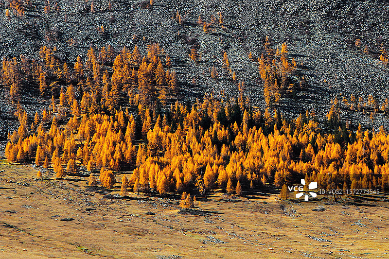 秋季的高山森林图片素材
