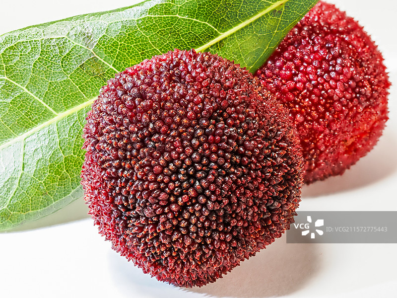 杨梅 特写 微距图片素材