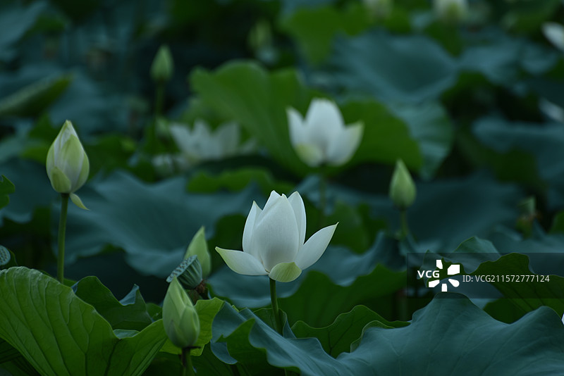 白荷花系列   《绿塘雅韵：白荷初绽》图片素材