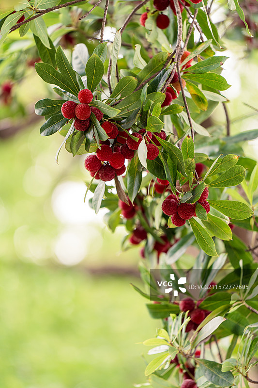 杨梅树图片素材