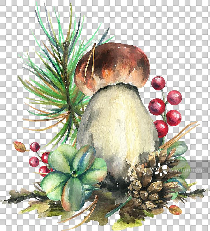 森林中的松茸与落叶松越橘图片素材