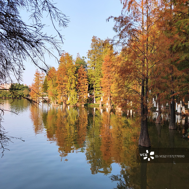秋天大夫山公园金黄色的水杉图片素材