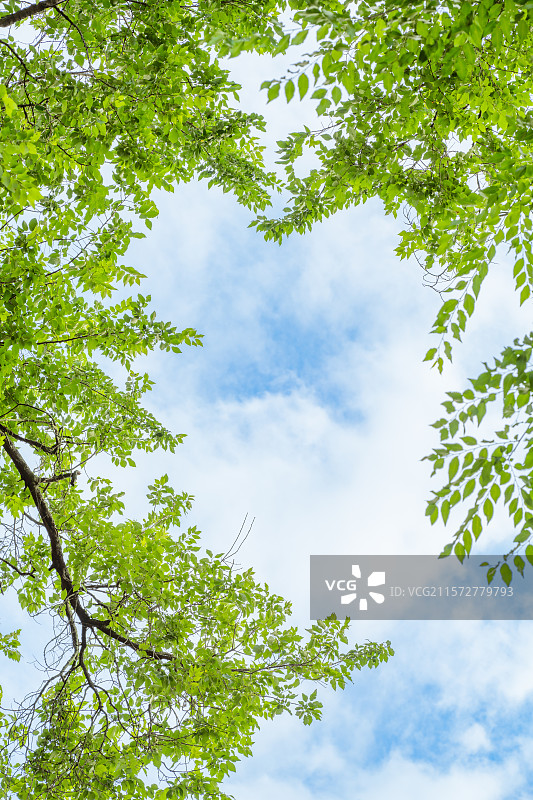 树叶下的爱心图片素材