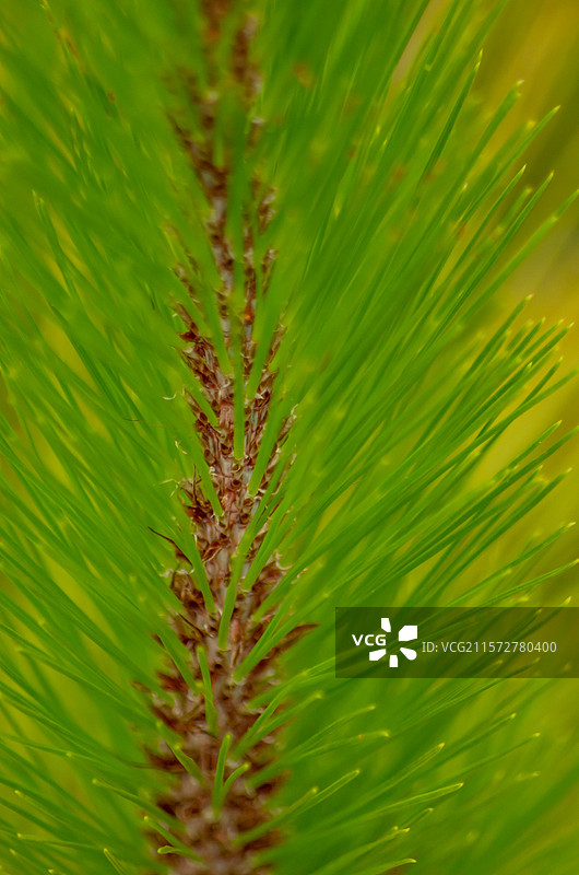 清远石角镇马头山丹霞地貌中的松树，松针图片素材