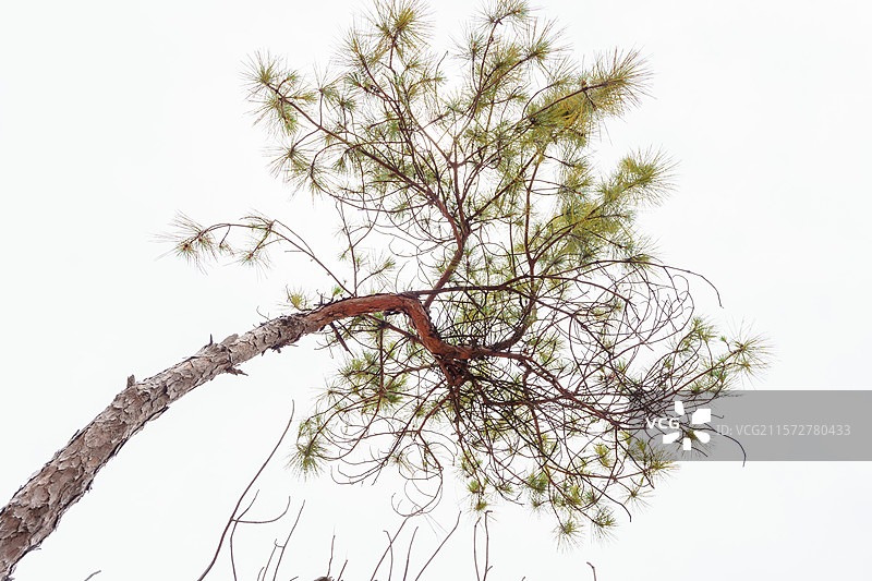 清远石角镇马头山丹霞地貌中的松树，松针图片素材