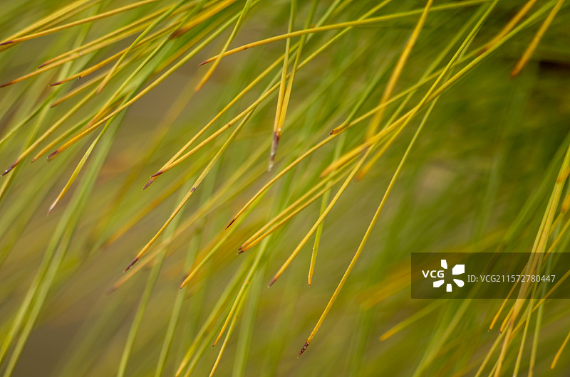 清远石角镇马头山丹霞地貌中的松树，松针图片素材